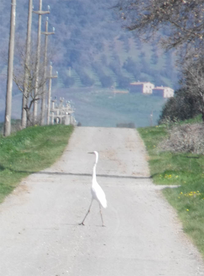 Airone bianco maggiore (?) dalla Maremma.